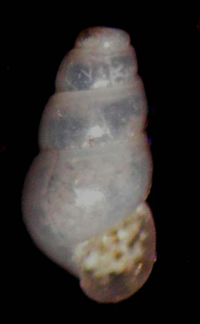 liostomia